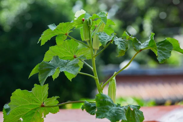 Okra ya da Okro Abelmoschus esculentus (Türkçe: 