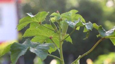 growing Okra or okro Abelmoschus esculentus,also  known as lady finger .