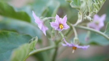 Japon patlıcan, (Solanum melongena), bitki üzerinde yetişen patlıcan ya da Gine kabağı olarak da bilinir..