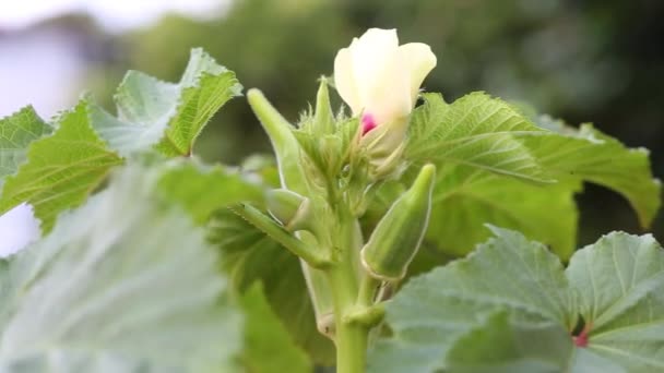 Cultivando Okra Okro Abelmoschus Esculentus También Conocido Como Dedo Dama — Vídeos de Stock