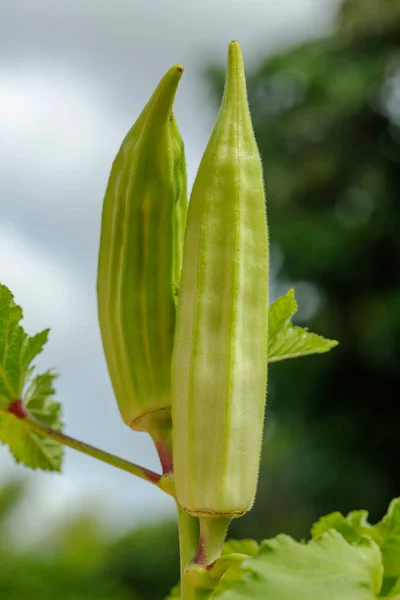 Green Okra Abelmoschus Esculentus Seed Pod Tree — Stok fotoğraf