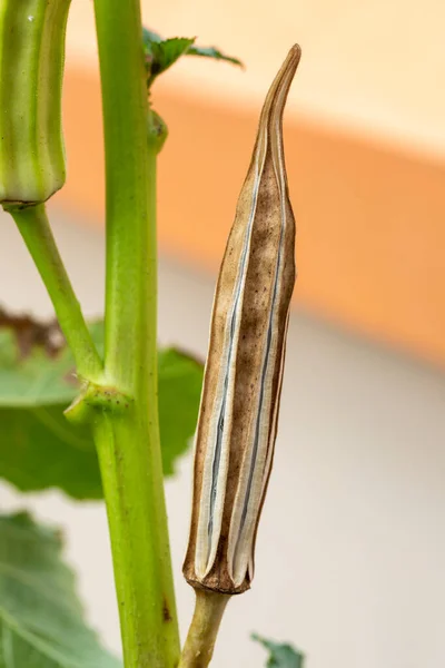 Close Okra Pods Growing Plant — Stock Photo, Image