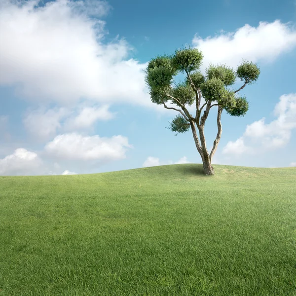 Campo verde — Fotografia de Stock