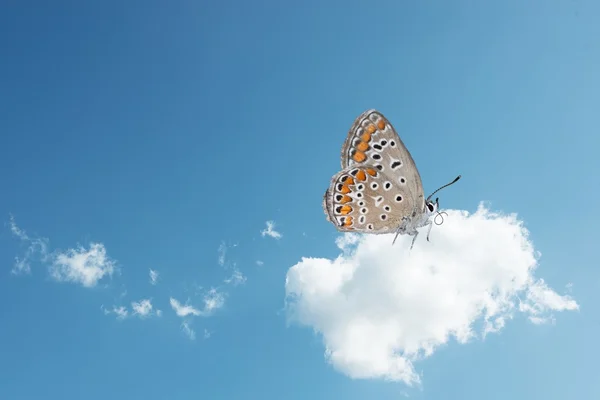 Schmetterling am Himmel — Stockfoto