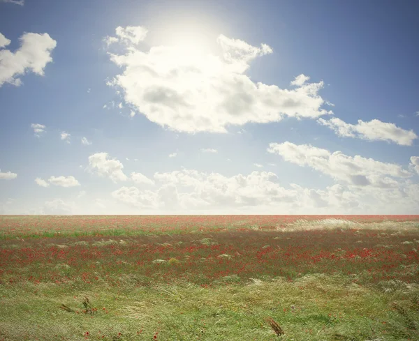 Campo verde con flores de amapola — Foto de Stock