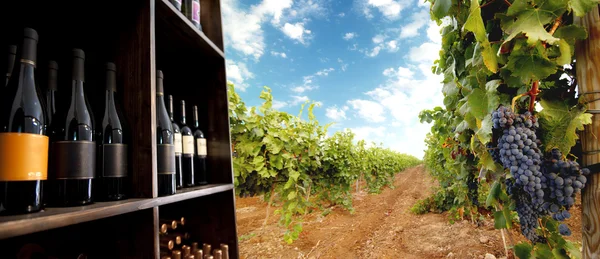 Botella de vino y viñedo — Foto de Stock