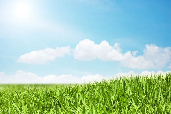 Grüne Landschaft mit frischem Gras — Stockfoto