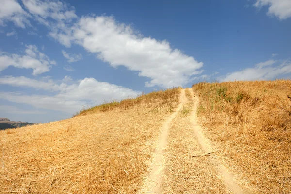 Chemin dans un champ de blé — Photo