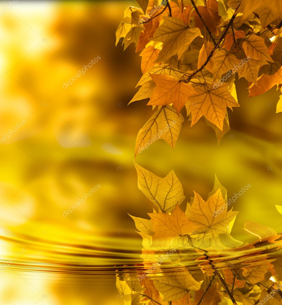 Autumn leaf background — Stock Photo © alphaspirit 29935785