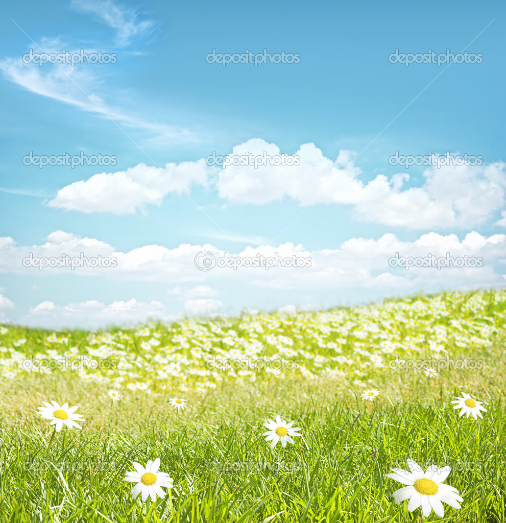 Chamomile flowers landscape