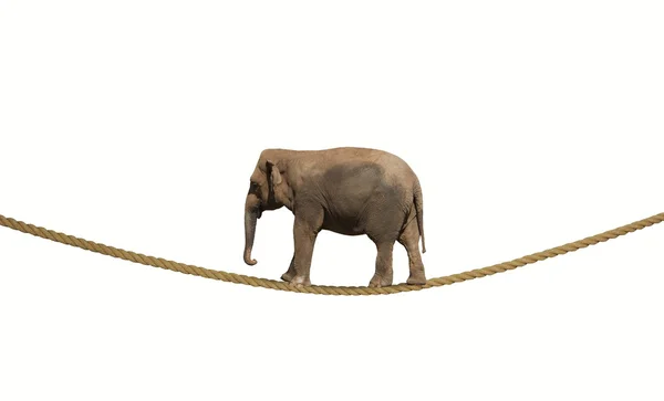 Elefante en una cuerda — Foto de Stock