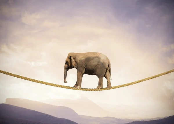 在一根绳子上的大象 — 图库照片