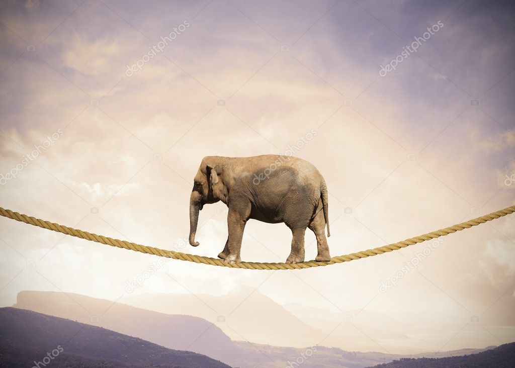Elephant on a rope