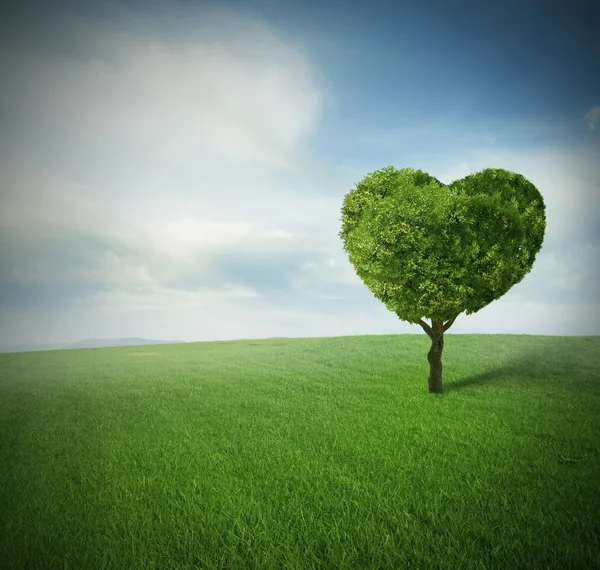 Δέντρο καρδιάς — Φωτογραφία Αρχείου