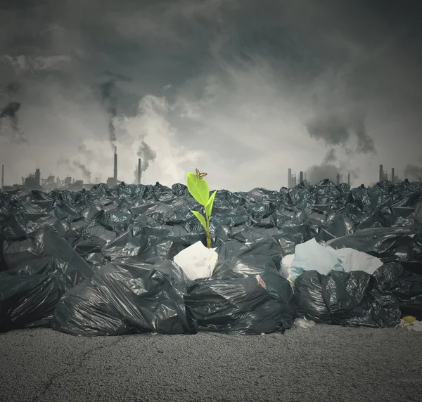 Umweltverschmutzung und neues Leben — Stockfoto