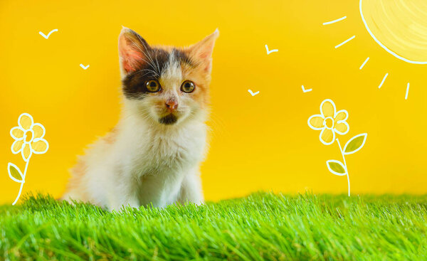Young colored cat plays in a green field Stock Image