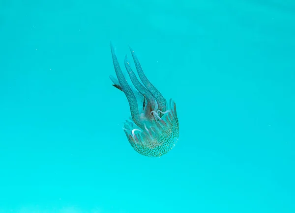 Transparent Jellyfish Floats Crystalline Deep Sea — Stock Photo, Image