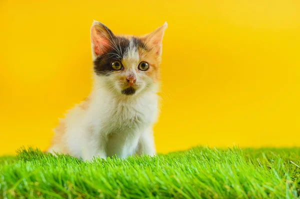 Young Cat Plays Green Field — Stock Photo, Image