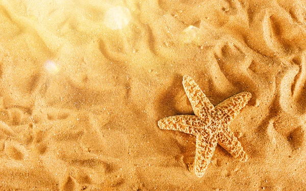 Achtergrond Van Zeesterren Het Gouden Strand — Stockfoto