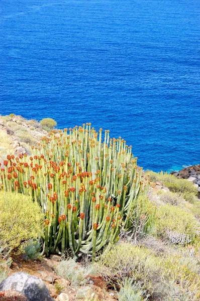 Rostliny a Atlantský oceán na pozadí, ostrov tenerife, Španělsko — Stock fotografie