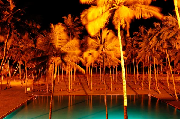 Iluminación nocturna de piscina y palmeras en hotel de lujo, B —  Fotos de Stock