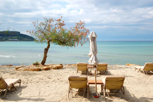 Sunbeds and blooming tree on a beach at the modern luxury hotel, — Stock Photo, Image