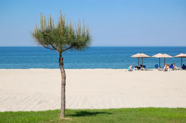 Plaj çam ağacı, Halkidikya, Yunanistan — Stok fotoğraf