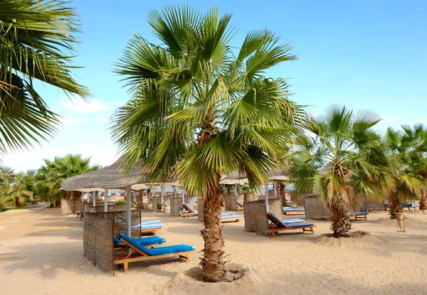 Palmboom op het strand van luxehotel, hurghada, Egypte — Stockfoto