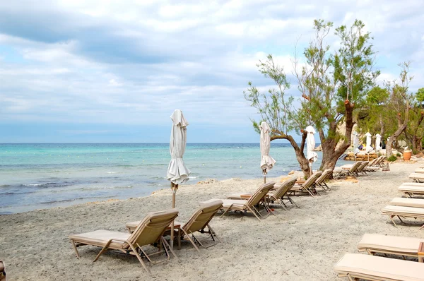 Лежаки и цветущее дерево на пляже в современном роскошном отеле , — стоковое фото
