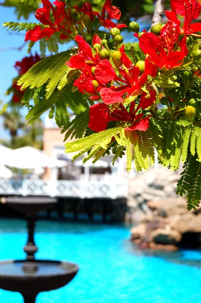 Árbol de llama con flores rojas (Delonix regia) cerca de la piscina a —  Fotos de Stock