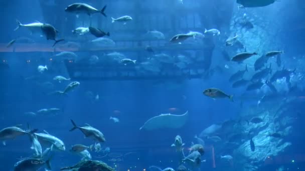 Рэй и рыбы в акватории Дубай-Мэлл, Дубай, ОАЭ — стоковое видео