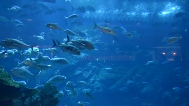 Ray en vissen in het aquarium van dubai mall, dubai, Verenigde Arabische Emiraten — Stockvideo