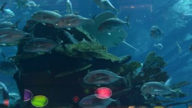 ışınları, morays ve dubai Alışveriş Merkezi, dubai, Birleşik Arap Emirlikleri akvaryum/süs balıkları