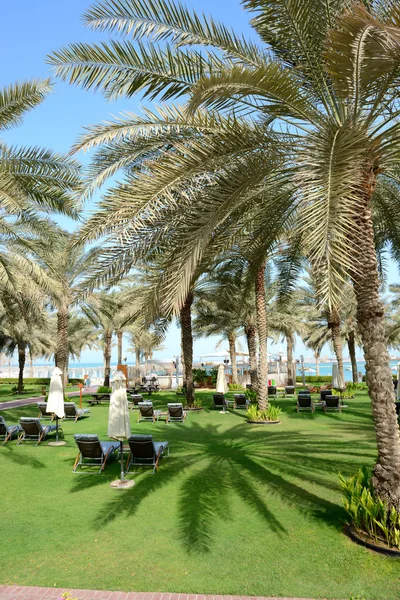 Sunbeds on the green lawn and palm tree shadow in luxury hotel, — Stock Photo, Image