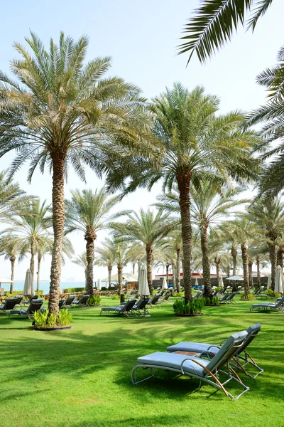 Ligbedden op het groene gazon en palm tree schaduwen in het luxehotel, — Stockfoto