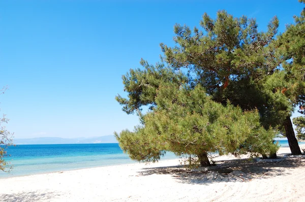 Drzewo sosny na plaży w luksusowy hotel, wyspa thassos, Grecja — Zdjęcie stockowe