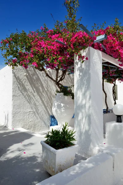 Building of hotel in traditional Greek style and Bougainvillea flowers, Santorini island, Greece