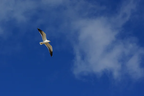 Deep blue sky and seagull — Stock Photo, Image