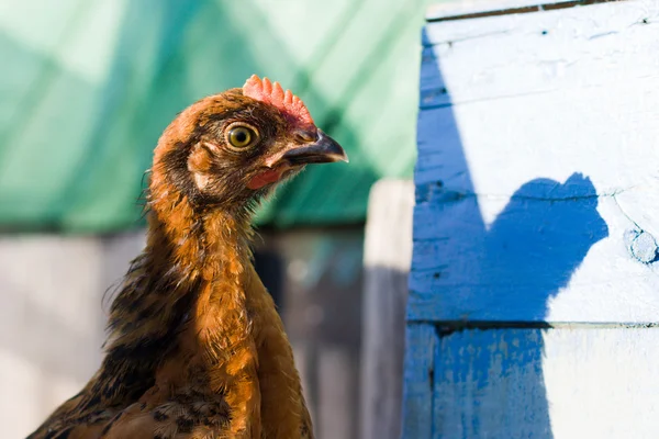 A cabeça de um frango close-up — Fotografia de Stock