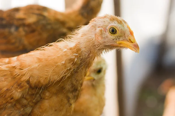 A cabeça de um frango close-up — Fotografia de Stock