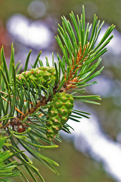 Green pine branch with cones