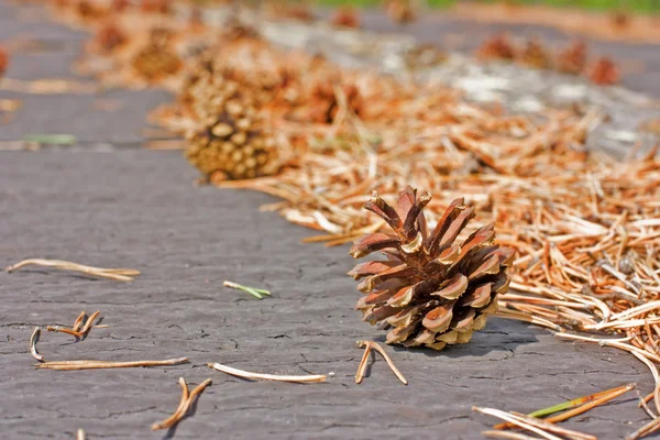 Pine cones — Stock Photo, Image