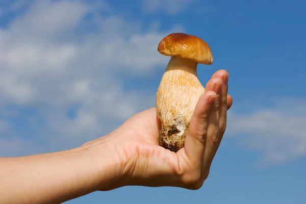 Hand holding mushrooms — Stock Photo, Image