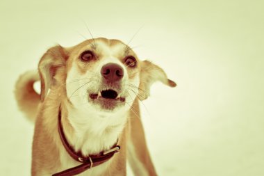 başıboş köpek kabuk