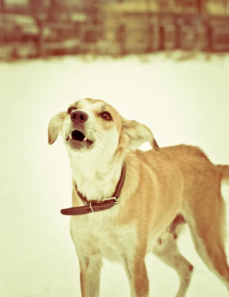 Perro errante ladra — Foto de Stock