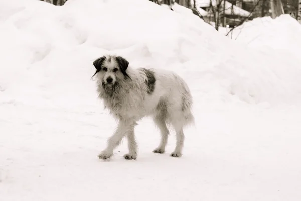 Obdachloser Hund — Stockfoto