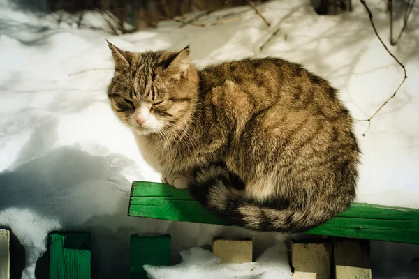 冷凍の猫が座っています。 — ストック写真