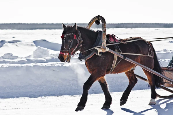 Cheval sous le collier — Photo