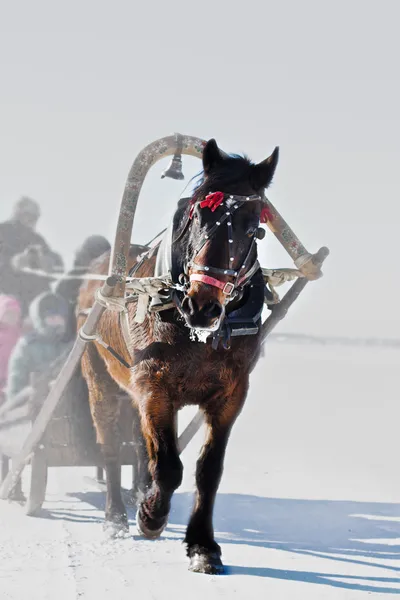 Horse under the collar — Stock Image Horse under the collar Royalty Free Stock Images