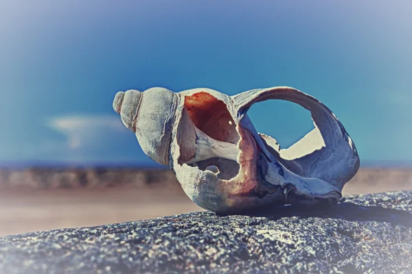 Shell on the beach. — Stock Photo, Image